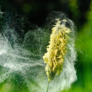 Eine Wolke aus Gräserpollen fliegt von Gras ab, Alopecurus prat