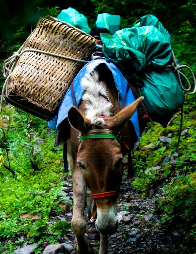 Vollgepackter Esel als Symbol für Probleme, die wir immer mit uns schleppen